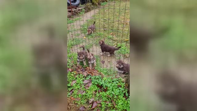 Video preview image #2 German Shepherd Dog Puppy For Sale in SCOTTSVILLE, KY, USA