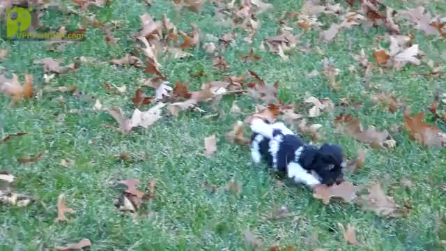 Video preview image #3 Havanese Puppy For Sale in THREE RIVERS, MI, USA