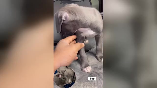 Video preview image #2 Bullypit Puppy For Sale in MIDDLETOWN, CT, USA