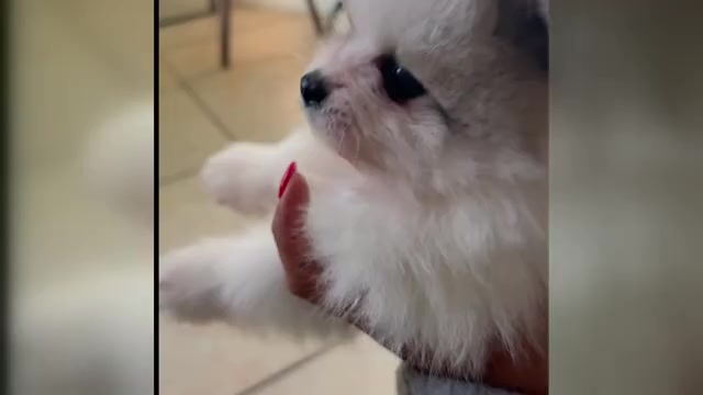 Video preview image #1 Pomeranian Puppy For Sale in LEHIGH ACRES, FL, USA