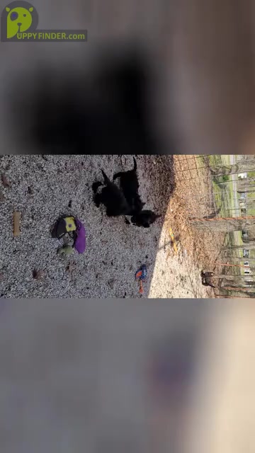 Video preview image #2 Scottish Terrier Puppy For Sale in NEOSHO, MO, USA