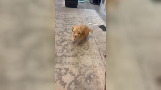 Video preview image #1  Breeder Profile in FORESTVILLE, MD, USA
