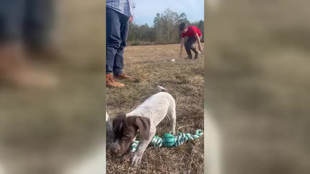Video preview image #4 German Shorthaired Pointer Puppy For Sale in LUCEDALE, MS, USA