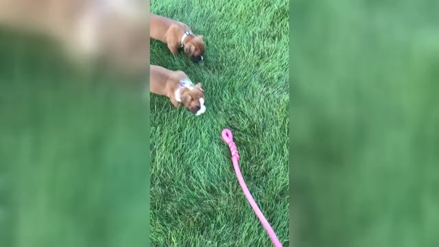 Video preview image #1 Boxer Puppy For Sale in APPLE CREEK, OH, USA