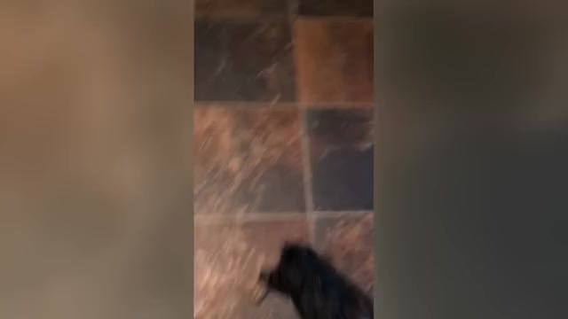 Video preview image #1 Biewer Yorkie Puppy For Sale in WADESBORO, NC, USA