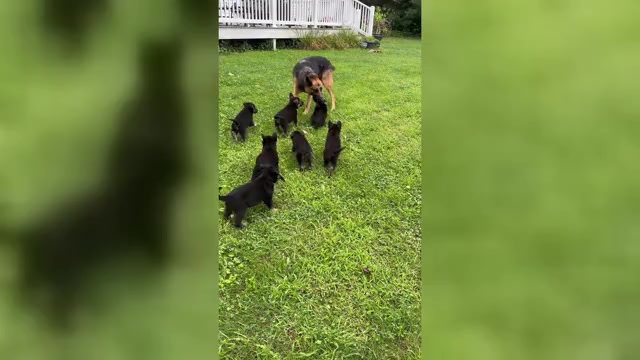 Video preview image #4 German Shepherd Dog Puppy For Sale in PLYMOUTH, IN, USA