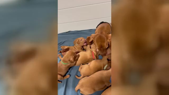 Video preview image #2  Breeder Profile in ROYSTON, GA, USA