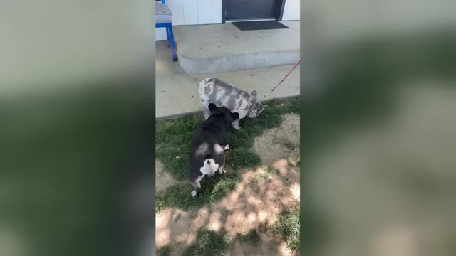 Video preview image #7 French Bulldog Puppy For Sale in SUNNYSIDE, WA, USA