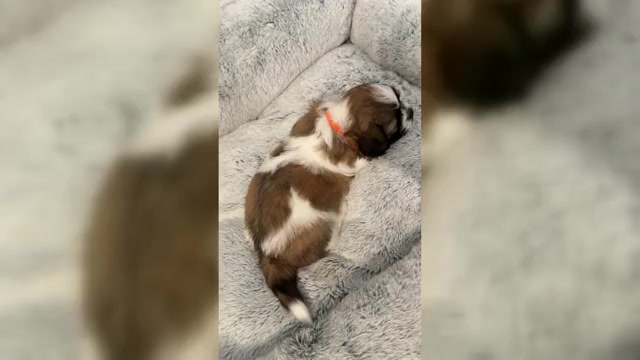 Video preview image #3 Zuchon Puppy For Sale in CLERMONT, FL, USA