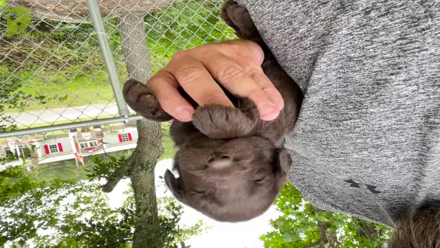 Video preview image #2 Labradoodle Puppy For Sale in GEORGETOWN, SC, USA