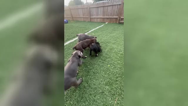 Video preview image #4 Cane Corso Puppy For Sale in NEWARK, OH, USA