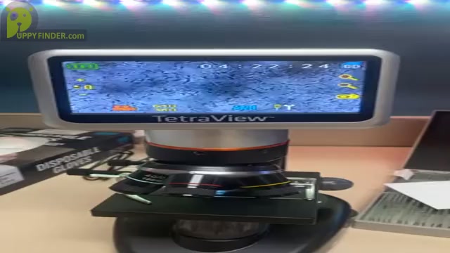 Video preview image #1  Breeder Profile in MORRISTON, FL, USA