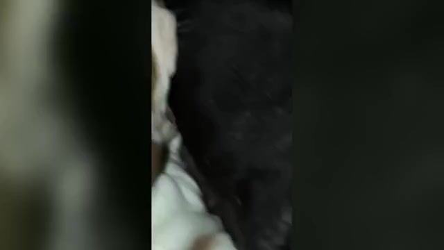 Video preview image #1 Dachshund Puppy For Sale in PELZER, SC, USA