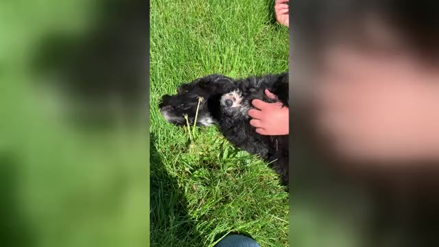 Video preview image #1 Pyredoodle Puppy For Sale in PRESCOTT, WA, USA