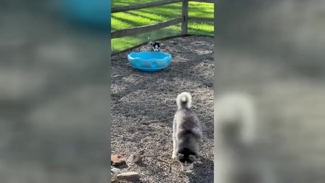 Video preview image #1 Pomsky Puppy For Sale in VENUS, PA, USA