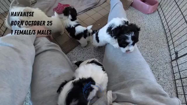 Video preview image #3 Havanese Puppy For Sale in GOSHEN, IN, USA