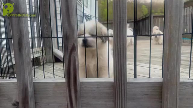 Video preview image #12 Great Pyrenees Puppy For Sale in MOUNT AIRY, NC, USA