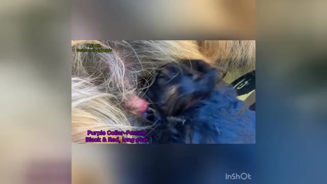 Video preview image #1 German Shepherd Dog Puppy For Sale in PINON HILLS, CA, USA