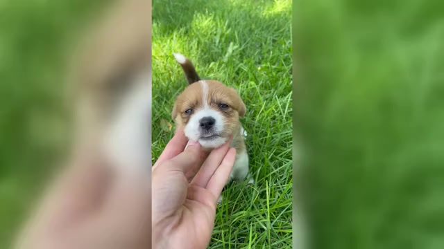 Video preview image #1 Shorgi Puppy For Sale in FAIRBANK, IA, USA