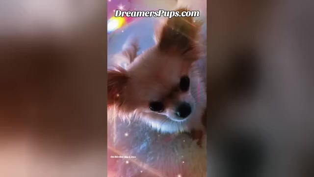 Video preview image #15  Breeder Profile in ADAMSVILLE, TN, USA