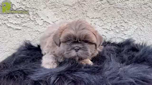 Video preview image #12 Shih Tzu Puppy For Sale in HAYWARD, CA, USA