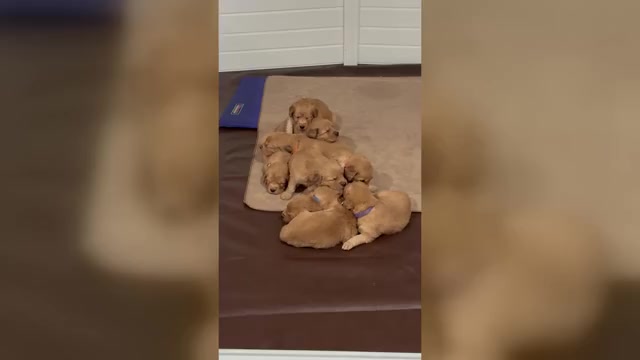 Video preview image #3  Breeder Profile in LUTHERVILLE TIMONIUM, MD, USA