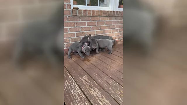Video preview image #1 Cane Corso Puppy For Sale in SUFFOLK, VA, USA