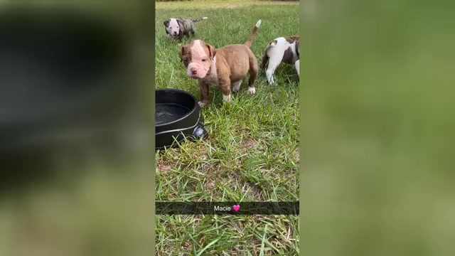 Video preview image #2 American Bulldog Puppy For Sale in FOLKSTON, GA, USA