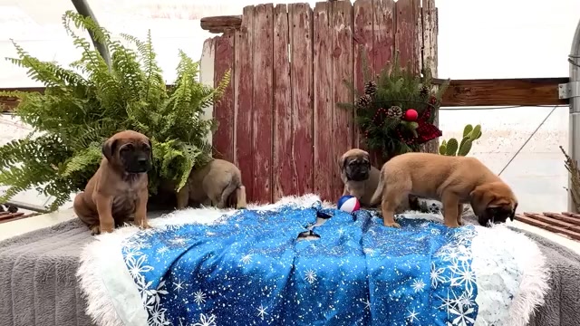 Video preview image #1 Mastiff Puppy For Sale in WAKARUSA, IN, USA