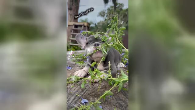 Video preview image #1 French Bulldog Puppy For Sale in SAINT JOHNS, FL, USA