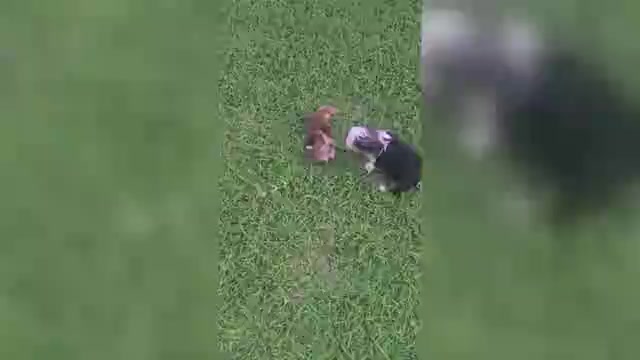 Video preview image #6 Yorkshire Terrier Puppy For Sale in SCHERTZ, TX, USA