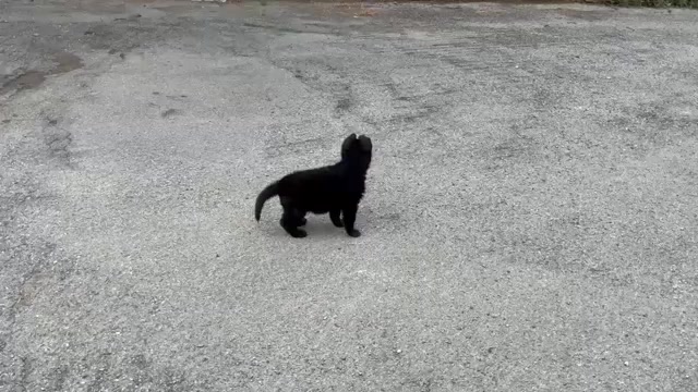 Video preview image #2 German Shepherd Dog Puppy For Sale in NEWVILLE, PA, USA