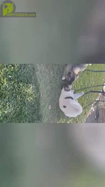 Video preview image #2 Akita-Alusky Mix Puppy For Sale in SAN JACINTO, CA, USA