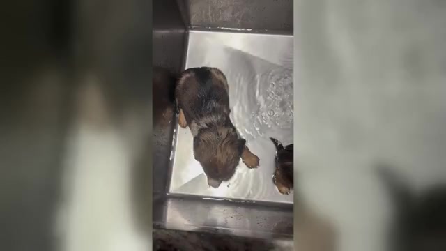 Video preview image #1 Chiweenie Puppy For Sale in ROANOKE, VA, USA