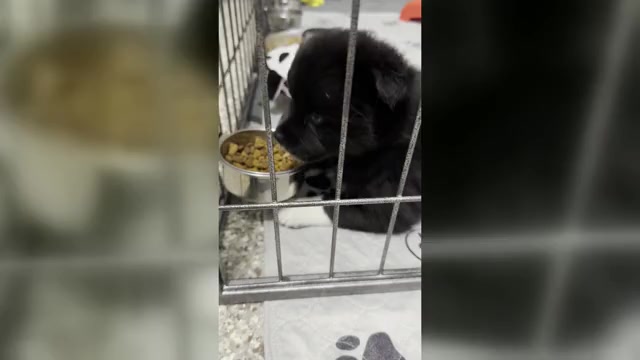 Video preview image #1 Pomsky Puppy For Sale in DE SOTO, KS, USA
