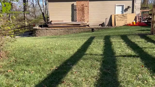 Video preview image #1 Great Dane Puppy For Sale in SPRINGFIELD, OH, USA