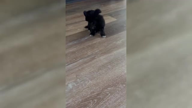 Video preview image #2 Poodle (Toy)-Shorkie Tzu Mix Puppy For Sale in BALTIMORE, MD, USA