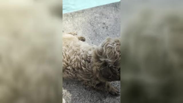 Video preview image #1 Poodle (Toy) Puppy For Sale in RICHMOND HILL, GA, USA
