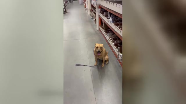 Video preview image #3 Catahoula Leopard Dog-Labrador Retriever Mix Puppy For Sale in MERIDEN, CT, USA