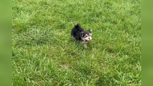 Video preview image #1 Morkie Puppy For Sale in WARSAW, IN, USA