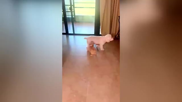 Video preview image #1 Schnoodle (Standard) Puppy For Sale in WEST PALM BEACH, FL, USA