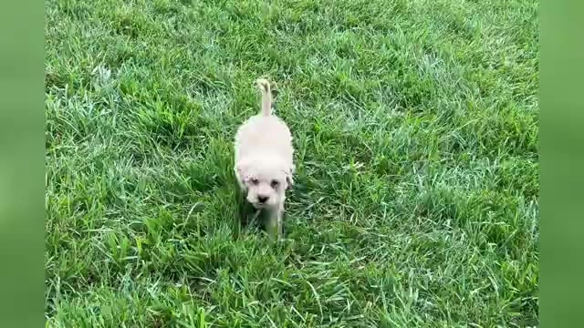 Video preview image #1 Goldendoodle (Miniature) Puppy For Sale in WARSAW, IN, USA