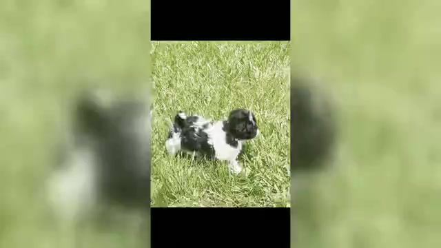 Video preview image #4 Shih Tzu Puppy For Sale in WARSAW, IN, USA
