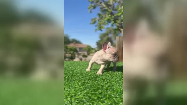 Video preview image #1 French Bulldog Puppy For Sale in ATLANTA, GA, USA
