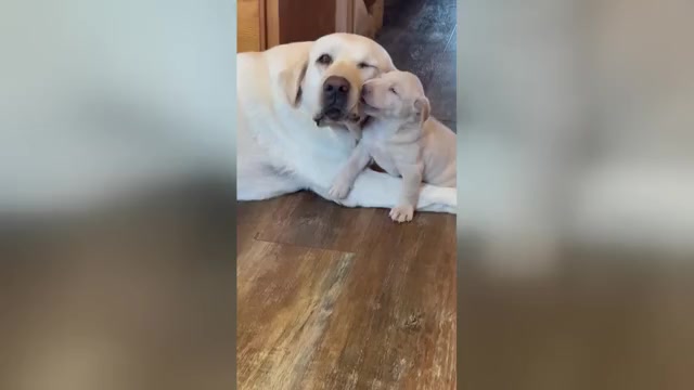 Video preview image #2 Labrador Retriever Puppy For Sale in LEASBURG, MO, USA