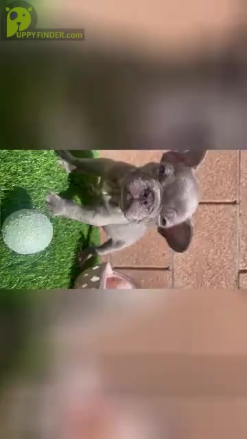 Video preview image #2 French Bulldog Puppy For Sale in LAS VEGAS, NV, USA