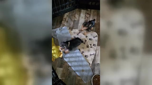 Video preview image #1 Yorkshire Terrier Puppy For Sale in PITTSBURG, KS, USA