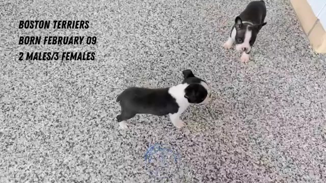 Video preview image #2 Boston Terrier Puppy For Sale in GOSHEN, IN, USA