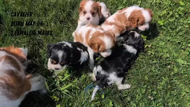 Video preview image #5 Cavalier King Charles Spaniel Puppy For Sale in GOSHEN, IN, USA