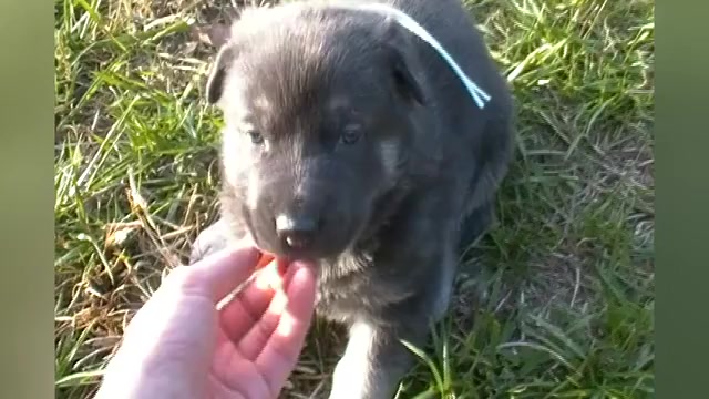 Video preview image #1 German Shepherd Dog Puppy For Sale in PIEDMONT, MO, USA